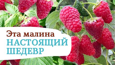 УНИКАЛЬНАЯ МАЛИНА ВАСЁНА - YouTube