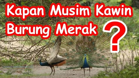 Kecantikan Eksotis Burung Merak Keajaiban Alam Yang Mengagumkan YouTube