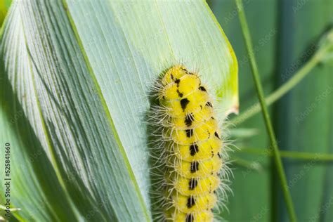 Yellow caterpillar with black dots of the butterfly Zygaena filipendulae Stock Photo | Adobe Stock