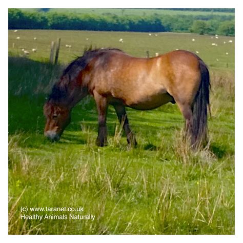 Exmoor Pony Horses Beautiful Horses Horses Pony