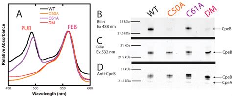 Recombinant Protein Activity Of Mpev On Rs Cpeb Mutant Variants