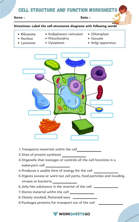 Worksheet Cell Structure And Function Printables Cell Struc