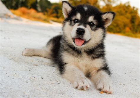 Are Alaskan And Siberian Huskies Breeds