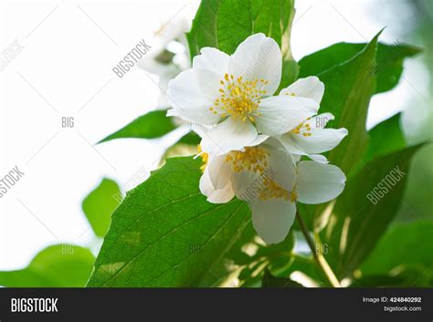 Bush Blooming Jasmine Image & Photo (Free Trial) | Bigstock