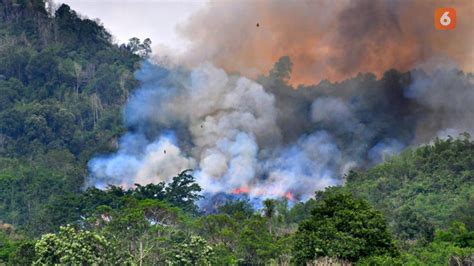 Apa Benar Perubahan Iklim Jadi Biang Kerok Kebakaran Hutan Dan Lahan