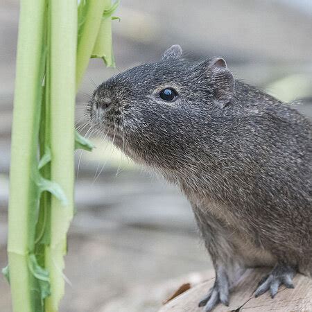 Wildmeerschweinchen Tierpark Hellabrunn