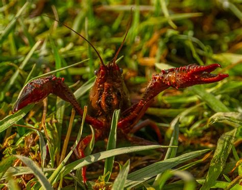 Macroinvertebrates Kenilworth Park Aquatic Gardens U S National