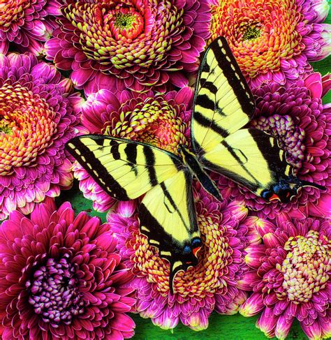 Yellow Butterfly On Gerbera Daisies Photograph By Garry Gay Fine Art America