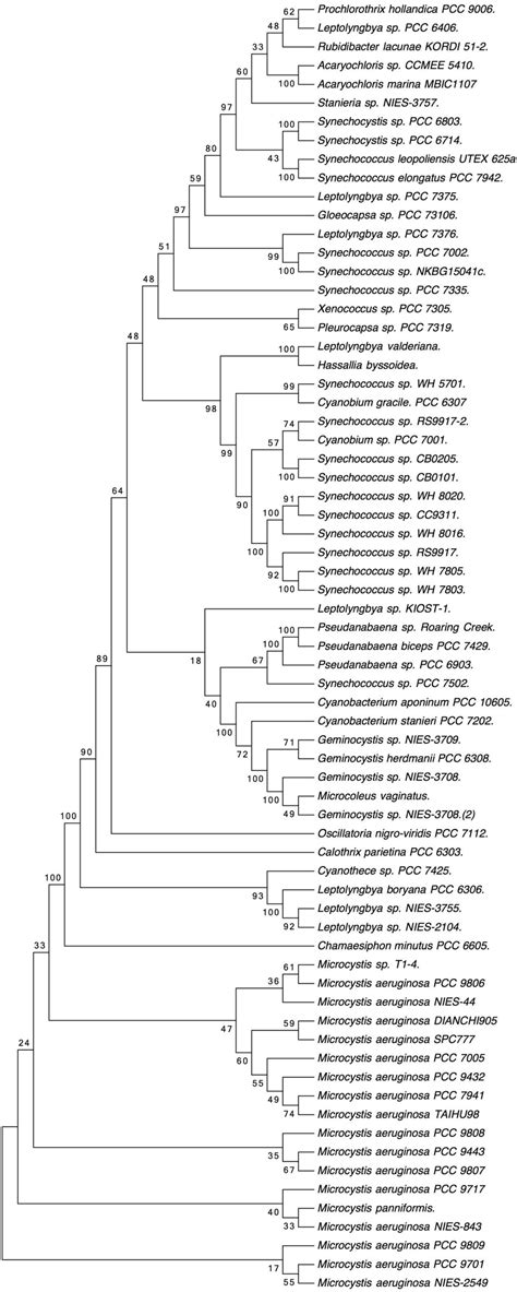 Phylogenetic Tree Based On Cyanobacterial Gsiii Sequences Obtained