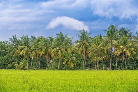 Paddy Fields With Coconut Trees Farmland Nobody Fields Photo Background