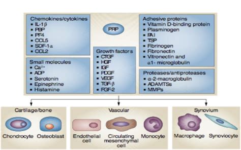 Platelet Rich Plasma Prp Treatment Composition And More