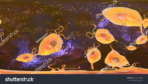 Trichomonas Vaginalis Protozoan 360degree Spherical Panorama 스톡 일러스트 1410520388 Shutterstock