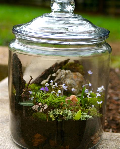 Get To Know Your Backyard Build A Terrarium One Part Sunshine