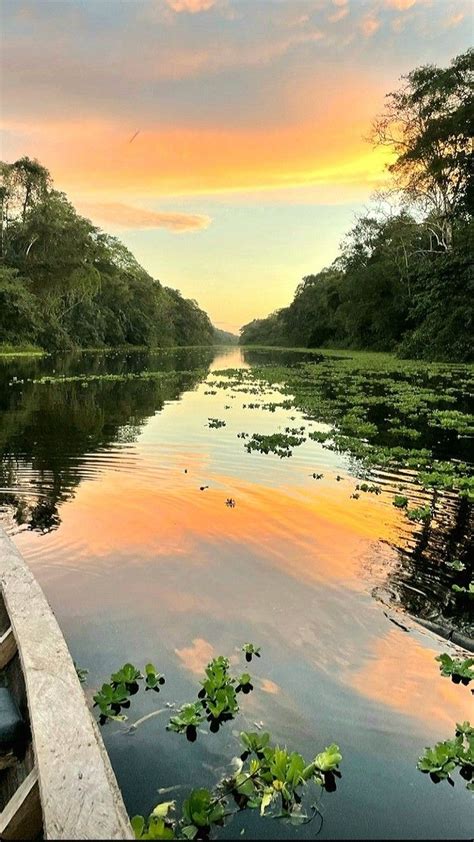 Pin De Celestina En Lugares Para Visitar Fotos De La Selva Viaje Al Amazonas Imagenes De Rio