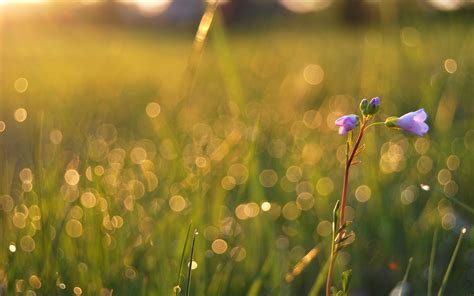 Wallpaper Sunlight Water Nature Field Green Yellow Morning