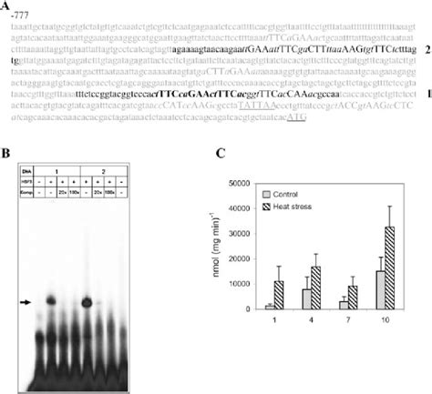 Binding Of HSF3 To GolS1 Promoter Fragments And Promoter GUS Activity