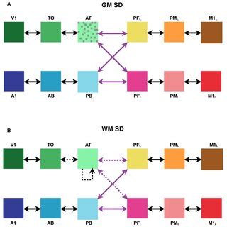 Simulated semantic dementia lesions. Schematic representation... | Download Scientific Diagram