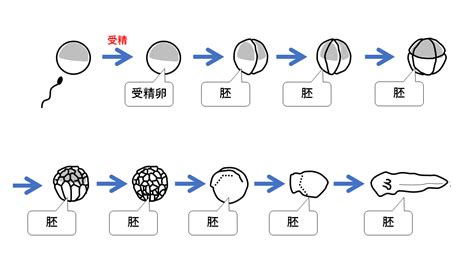 中3生物【有性生殖】 中学理科 ポイントまとめと整理