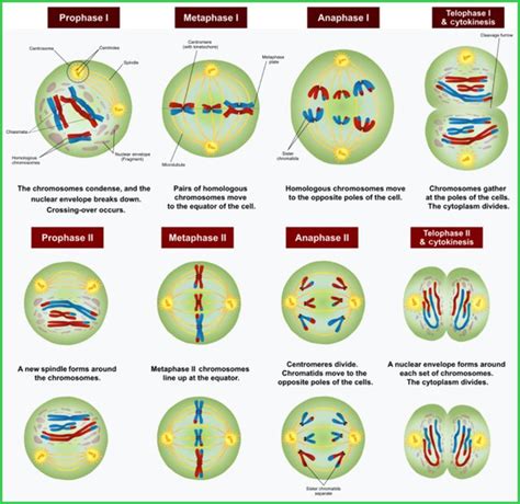 Genetic Recombination In Meiosis