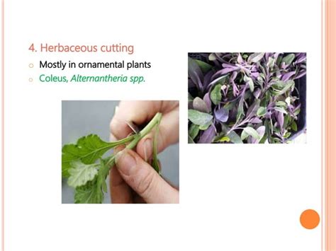 Plant Propagation Methods | PPT