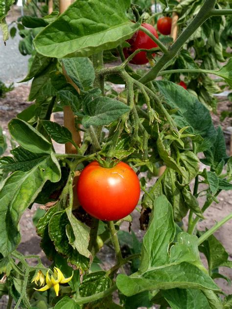 C Mo Cultivar Buenos Tomates C Mo Lo Puedo Hacer