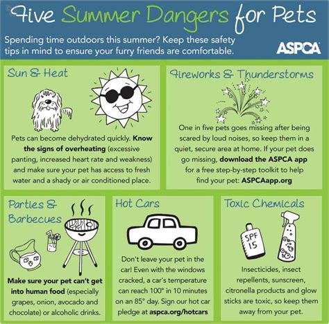 Seven Summer Safety Tips Dogs Wish You Knew - Fidose of Reality