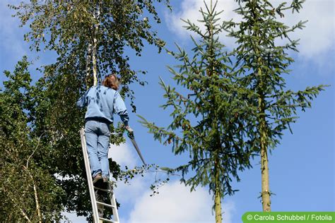 Wie hoch darf mein Nachbar seine Bäume wachsen lassen Hausgarten net