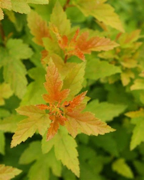 Physocarpus Tiny Wine Gold