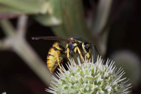 Free Images Nature Plant Meadow Flower Fly Pollen Botany