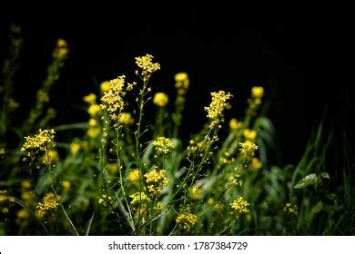 814 Brassica Campestris Images, Stock Photos & Vectors | Shutterstock