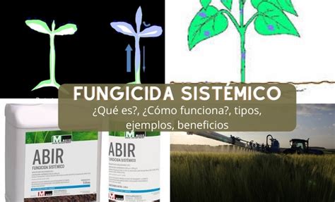 Fungicida Sistémico Todo Lo Que Necesita Saber Wiki Agronomia