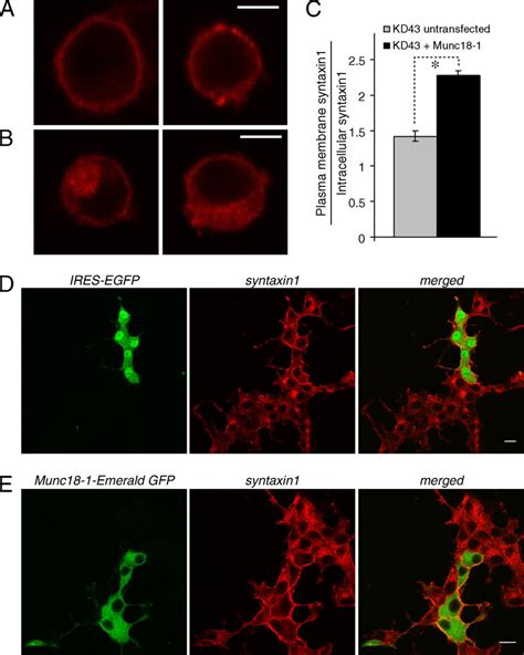 Rescue of Syntaxin1 localization upon reintroduction of Munc18-1 into ... 