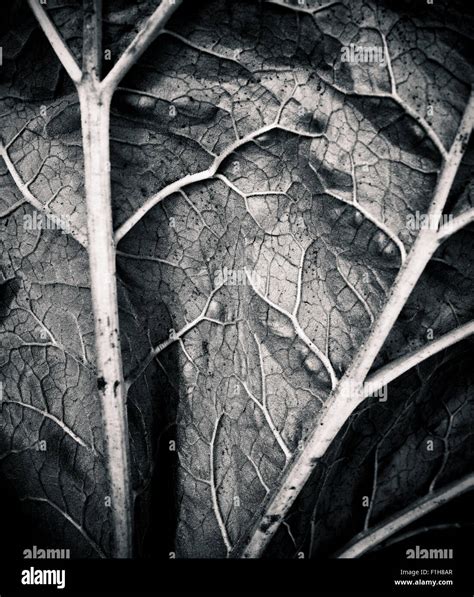 Abstract nature shape in black and white, close up of leaf Stock Photo ...