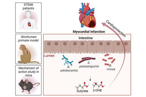 Academia Sinica Unlocking The Gut Heart Connection Butyrate Producing