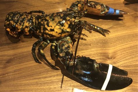 Rare 'calico' lobster saved from death row at Red Lobster