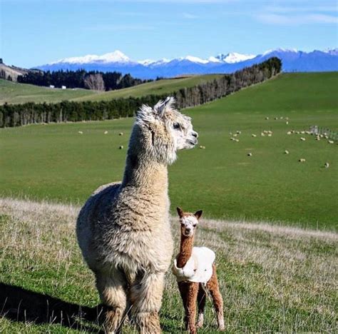 List 94 Pictures Llamas Alpacas Guanacos And Vicunas Are Relatives Of