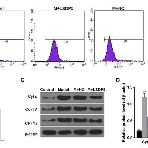 LSDP5 Reduces Apoptosis In LO2 Lipotoxicity Model Cells A Apoptosis