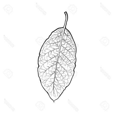 Tobacco Leaf Drawing at PaintingValley.com | Explore collection of Tobacco Leaf Drawing