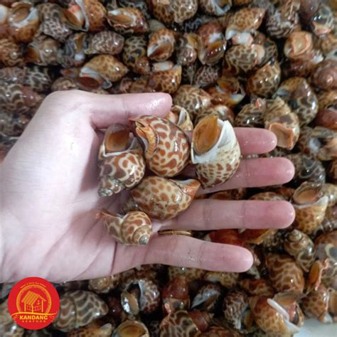 Jual Kerang Keong Macan Hidup Live Seafood Per Kg Jakarta Utara