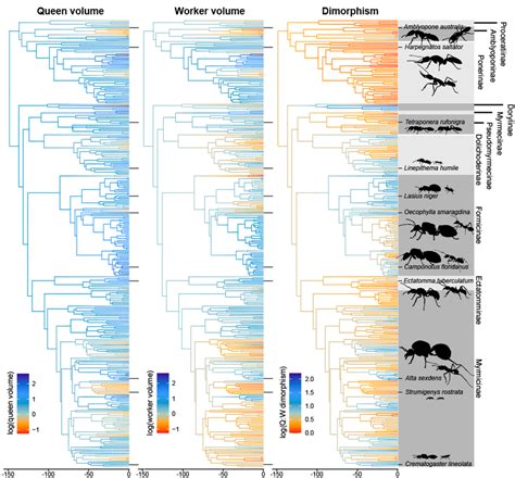 Ancestral State Reconstruction Of Queen Volume Worker Volume And