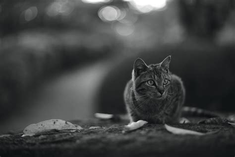 Cat Leica SL2 Leica Summilux 75mm F1 4 2nd Ryuichi Miyazaki Flickr