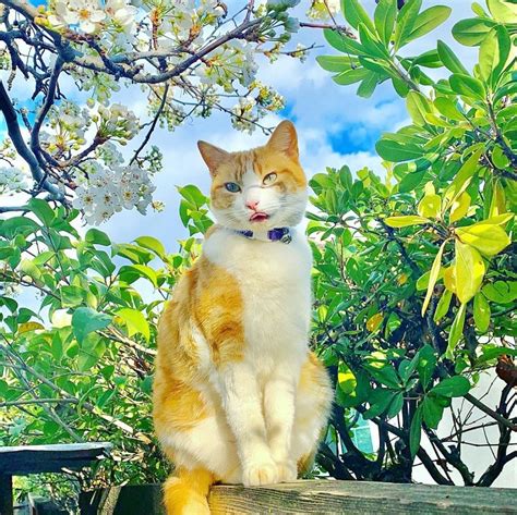 Gambar Kucing Oyen Yang Wow 26 Gambar