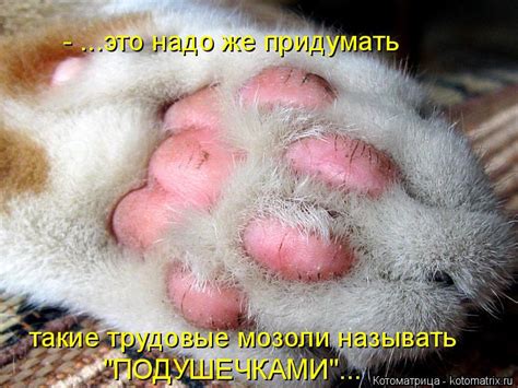 Котоматрица: такие трудовые мозоли называть "ПОДУШЕЧКАМИ"... - ...это ...