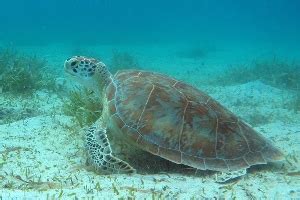 Culebra Snorkeling Beaches Flamenco Tamarindo Zoni Melones Solado ...