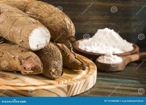 Manihot Esculenta Cassava Yuca Manioc Mandioca Brazilian Arrowroot