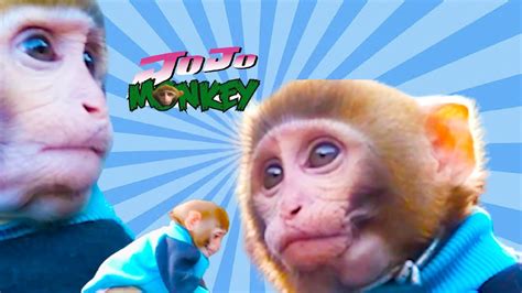 Satisfying Video Cute Monkey Smart Jojo Baby Monkey만족스러운 영상 귀여운 원숭이