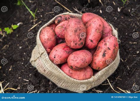 Patatas De La Cosecha En Saco De La Arpillera Imagen De Archivo