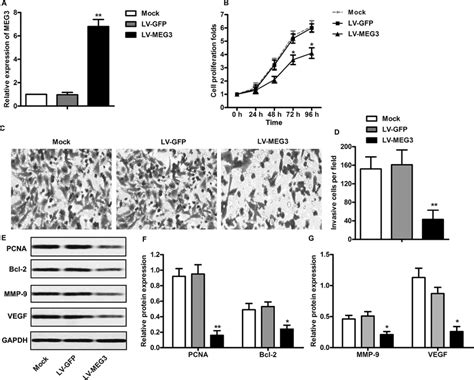 Meg3 Overexpression Suppresses Proliferation And Invasion Of Leukemia