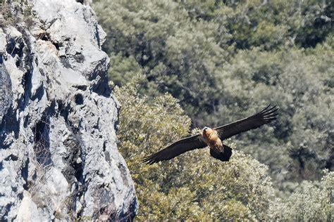 Gypa Te Barbu Dsc Dxo Jean Morillon Flickr