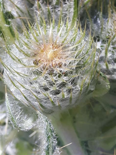 White Thistle | Search | Native Plant Hub